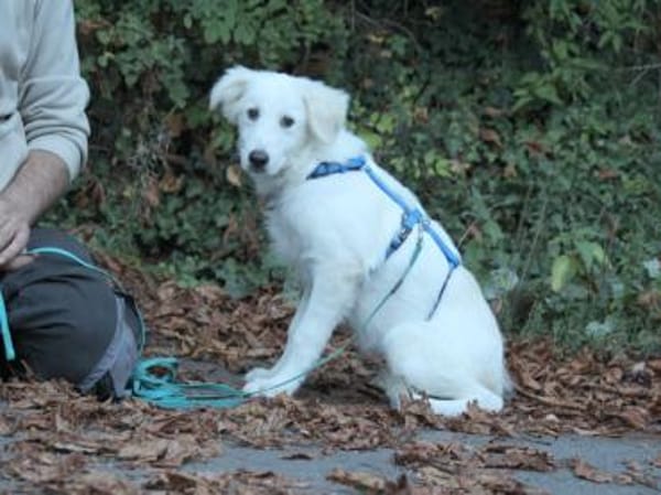 Möchten Sie Cucco adoptieren?