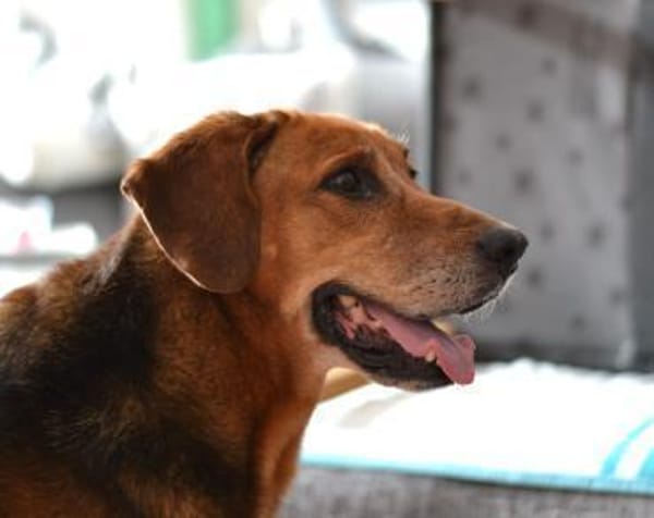 Perla Mix Hündin 8 Jahre alt in 34613