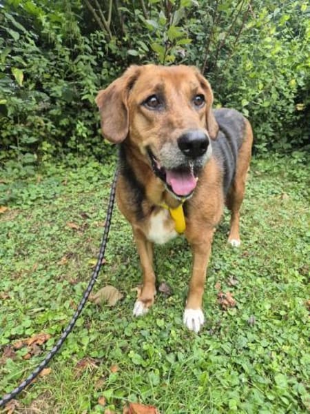 Perla Mix Hündin 8 Jahre alt in 34613
