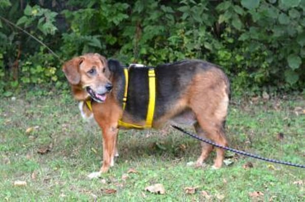 Perla Mix Hündin 8 Jahre alt in 34613