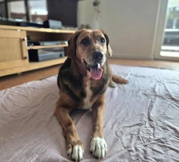 Perla Mix Hündin 8 Jahre alt in 34613