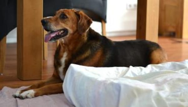 Perla Mix Hündin 8 Jahre alt in 34613