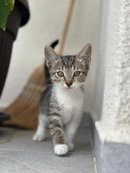 💕Minou💕sucht ihre Menschen ❤
