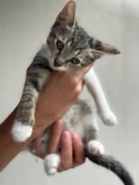 💕Minou💕sucht ihre Menschen ❤