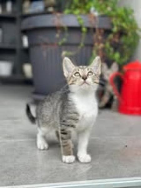 💕Minou💕sucht ihre Menschen ❤