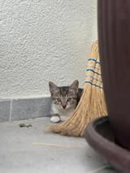 💕Minou💕sucht ihre Menschen ❤