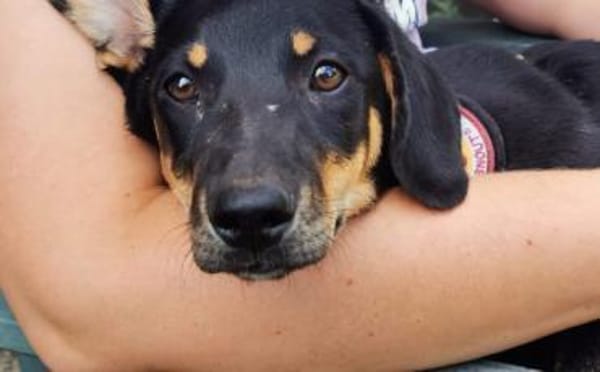 Unser Gute-Laune-Hund Arthur