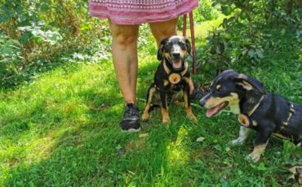 Unser Gute-Laune-Hund Arthur