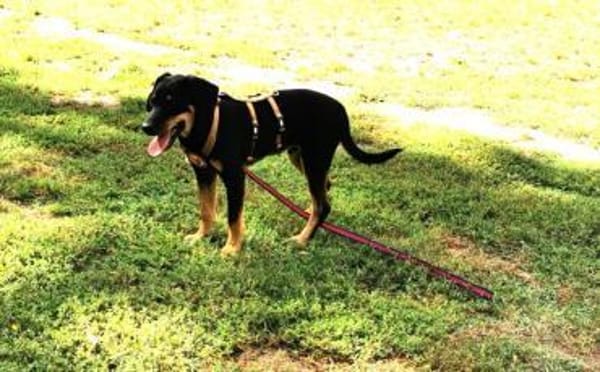 Unser Gute-Laune-Hund Arthur