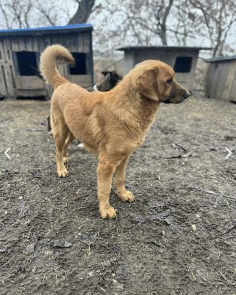 Benji