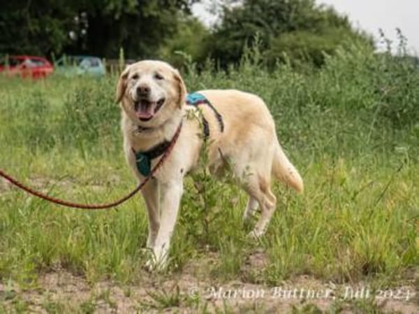 Ares unser hübscher Rüde