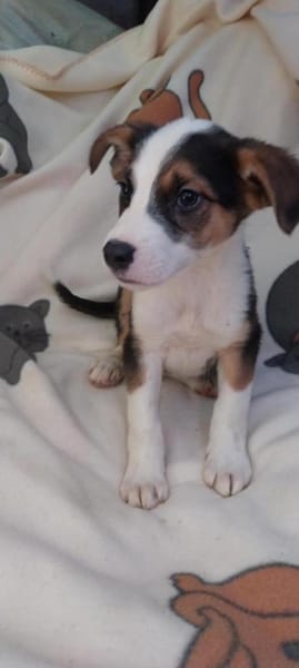 Lukas hübscher Hundejunge
