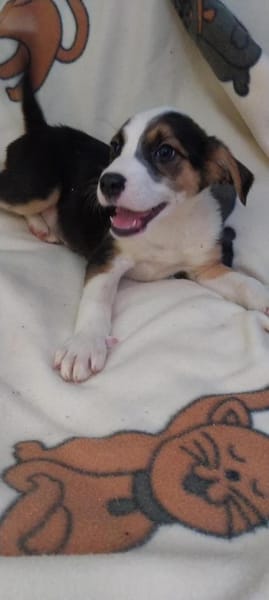 Lukas hübscher Hundejunge