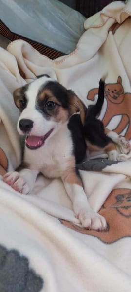 Lukas hübscher Hundejunge