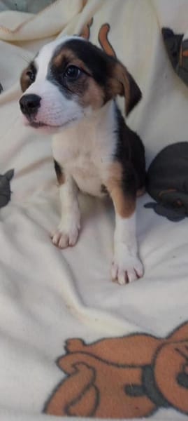 Lukas hübscher Hundejunge