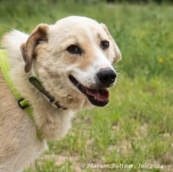 Raki ist ein liebevoller Hund