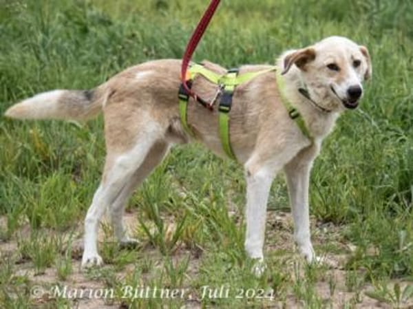 Raki ist ein liebevoller Hund