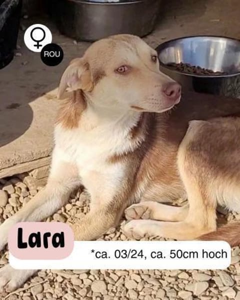Hübsche LARA sucht Dich !