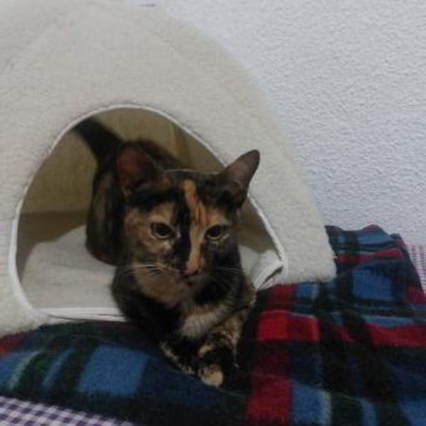 Anhängliche Felina bei München(ALO)