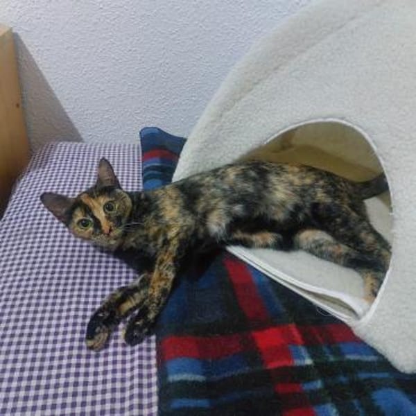 Anhängliche Felina bei München(ALO)