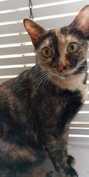 Anhängliche Felina bei München(ALO)