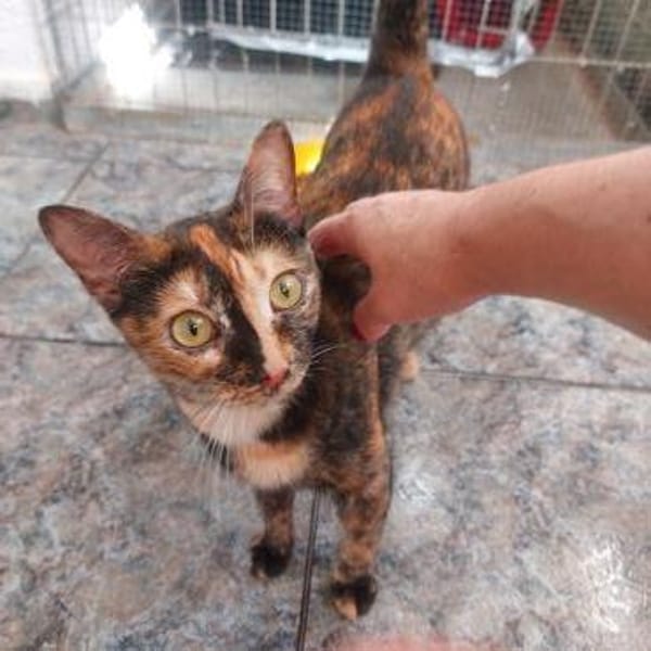 Anhängliche Felina bei München(ALO)
