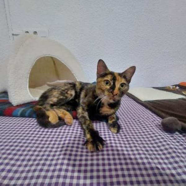 Anhängliche Felina bei München(ALO)