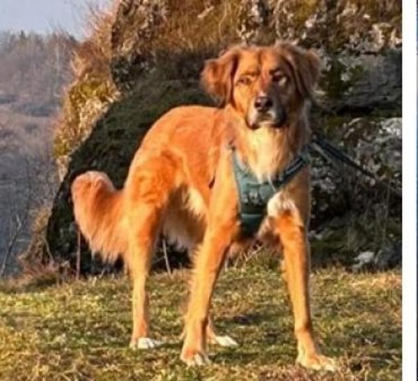 Tony Pongo - ein bildschöner Partner