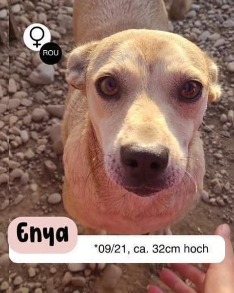 Goldschatz ENYA sucht ihr zu Hause
