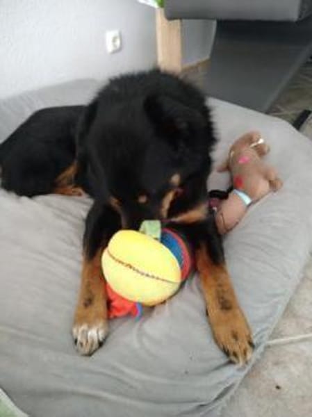 Fröhlicher Berner Sennen-Mix
