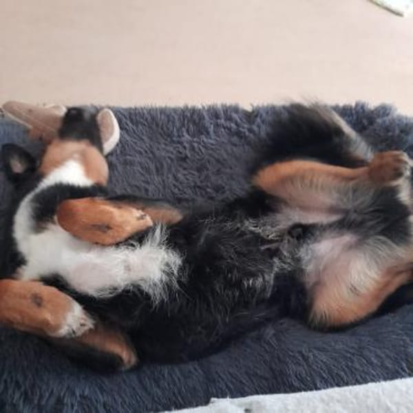 Fröhlicher Berner Sennen-Mix