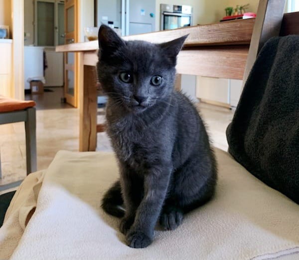 AZIZA