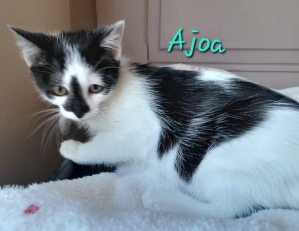 ajoa
