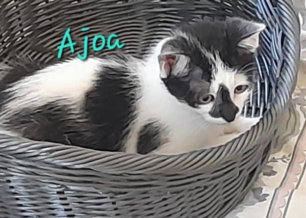 ajoa