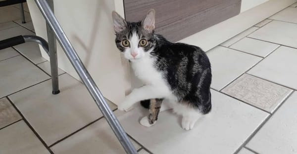 FELIX
