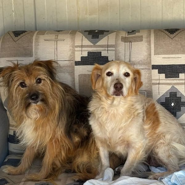 Luna e Toby