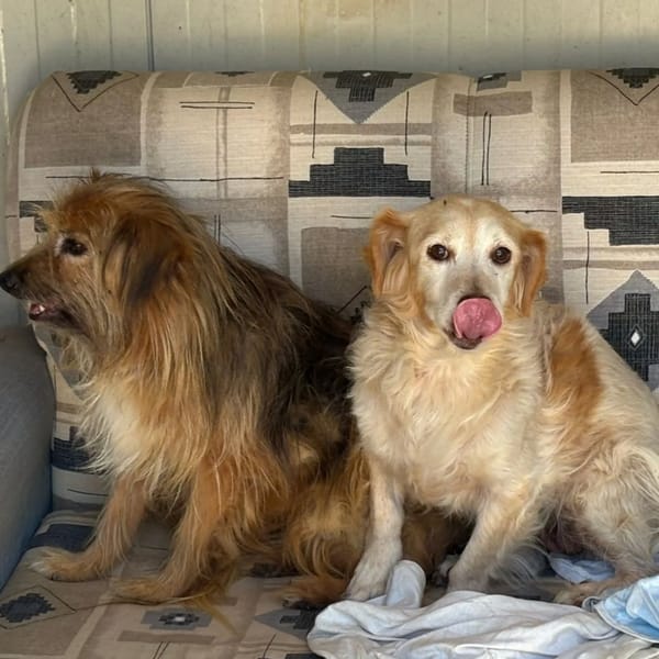 Luna e Toby