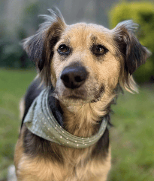 Pip