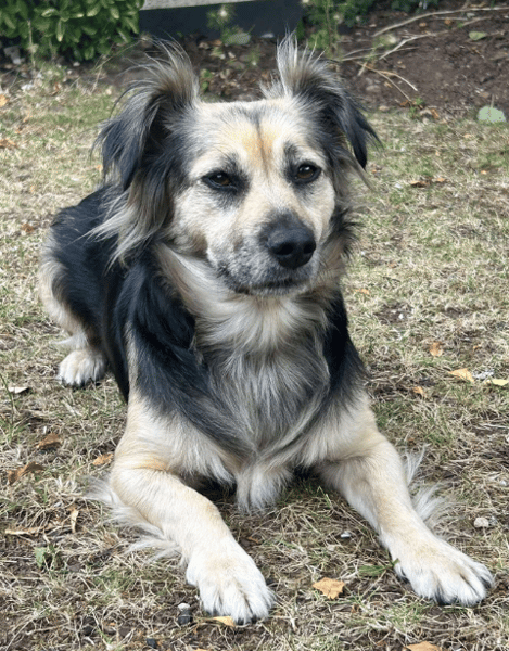 Pip