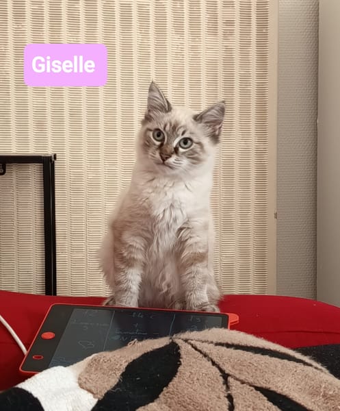 Giselle
