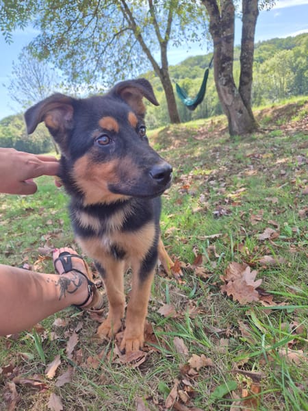 Ares