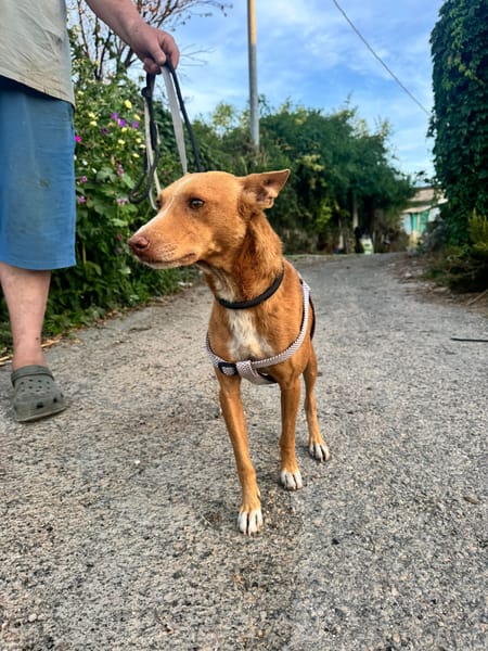 APOLO  (Martina)