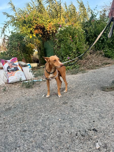 APOLO  (Martina)