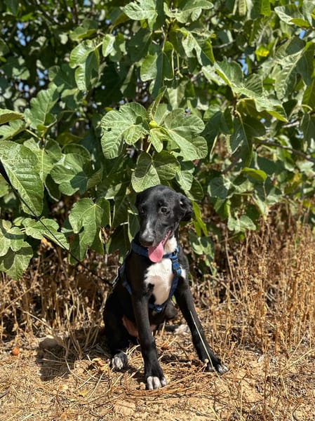 NEGRI (Animalea)