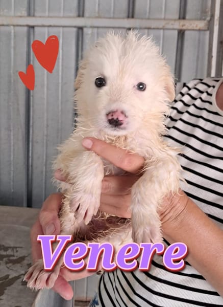 VENERE, cucciola che presto rimarrà sola in box