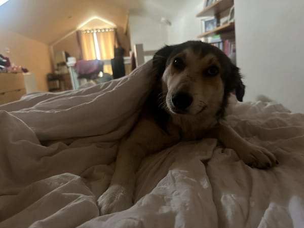 Zeke