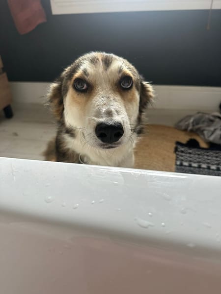Zeke