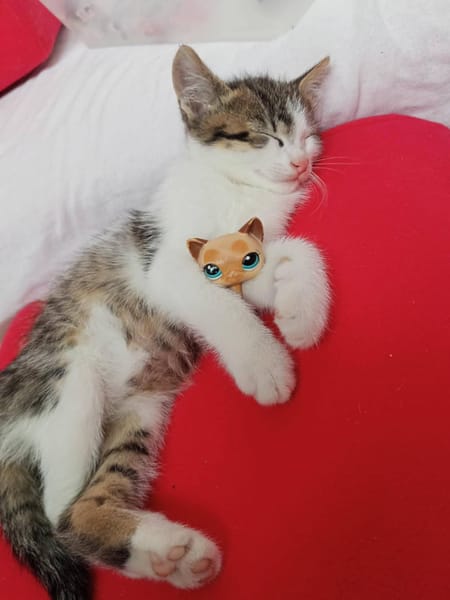 Leoś