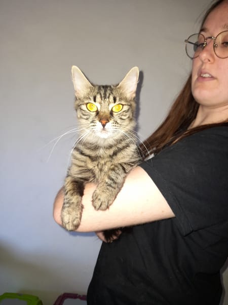 Astra chatte femelle