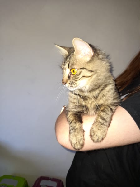 Astra chatte femelle